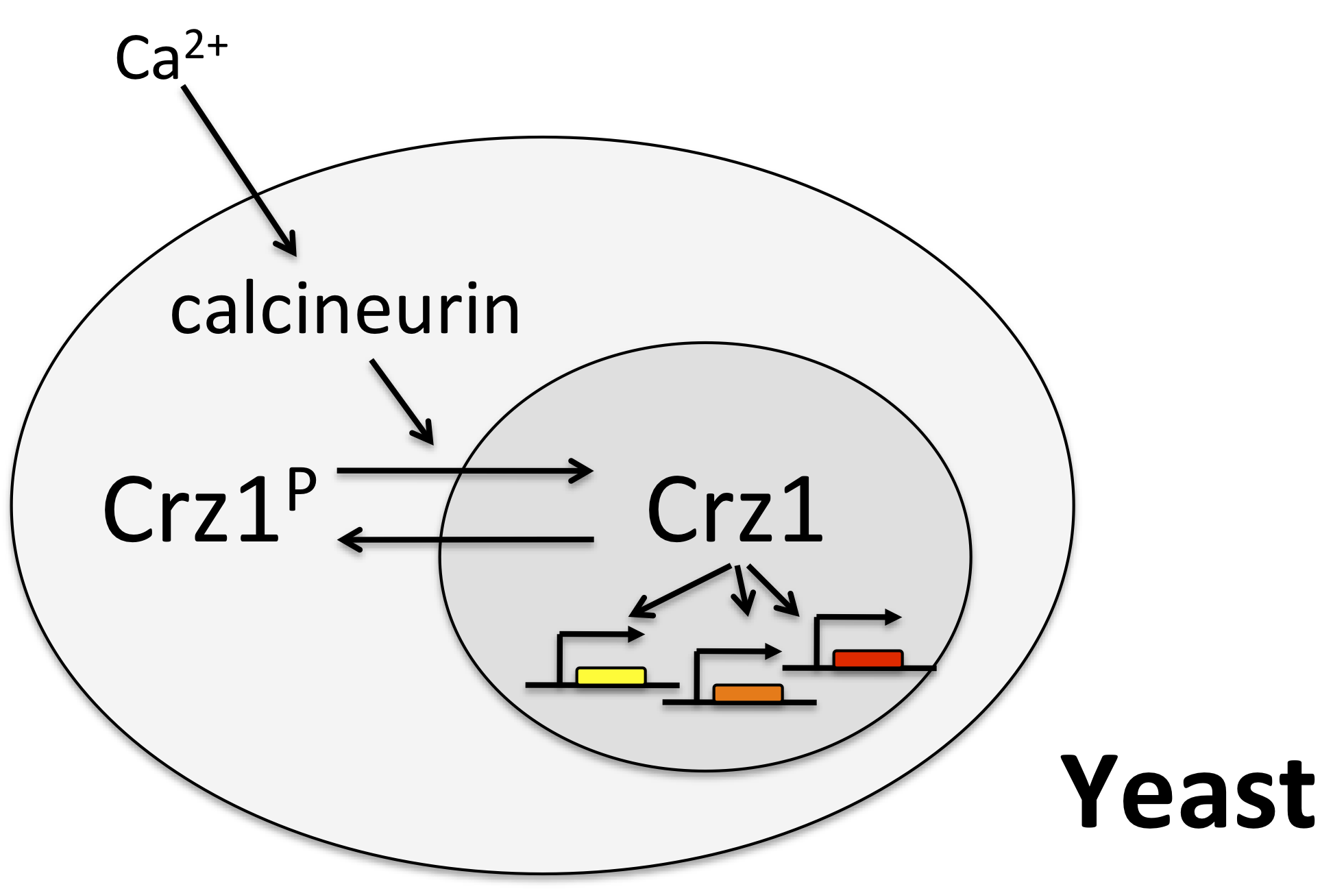 Crz1_diagram