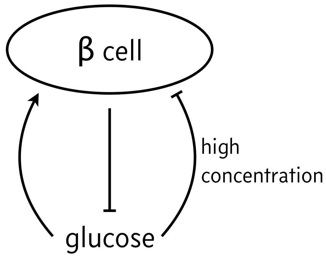 beta cell/glucose circuit