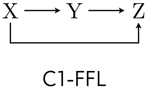 C1-FFL