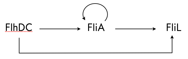fliA system