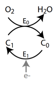 co-substrate competition schematic