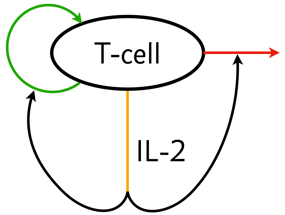 T-cell circuit