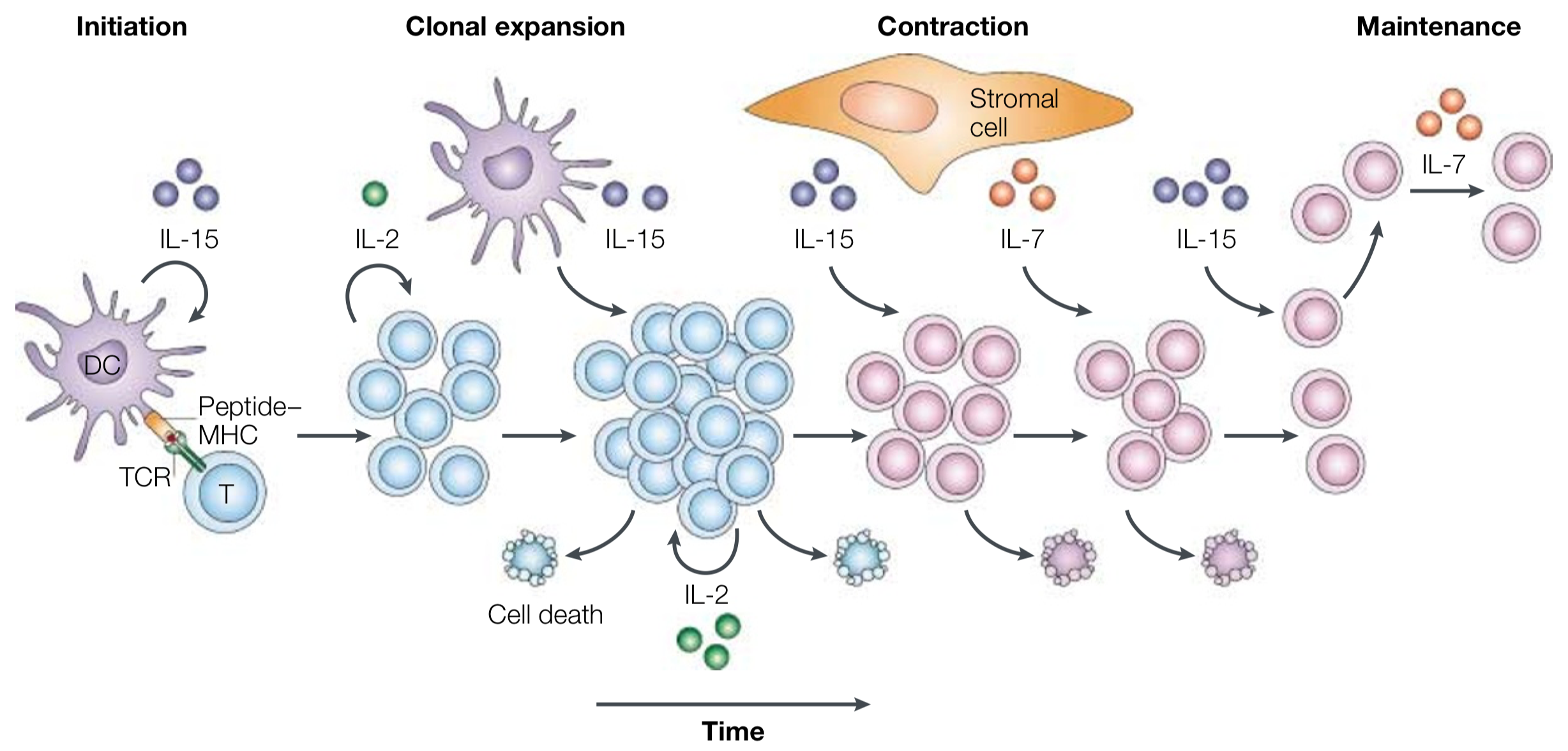 T-cell differentiation