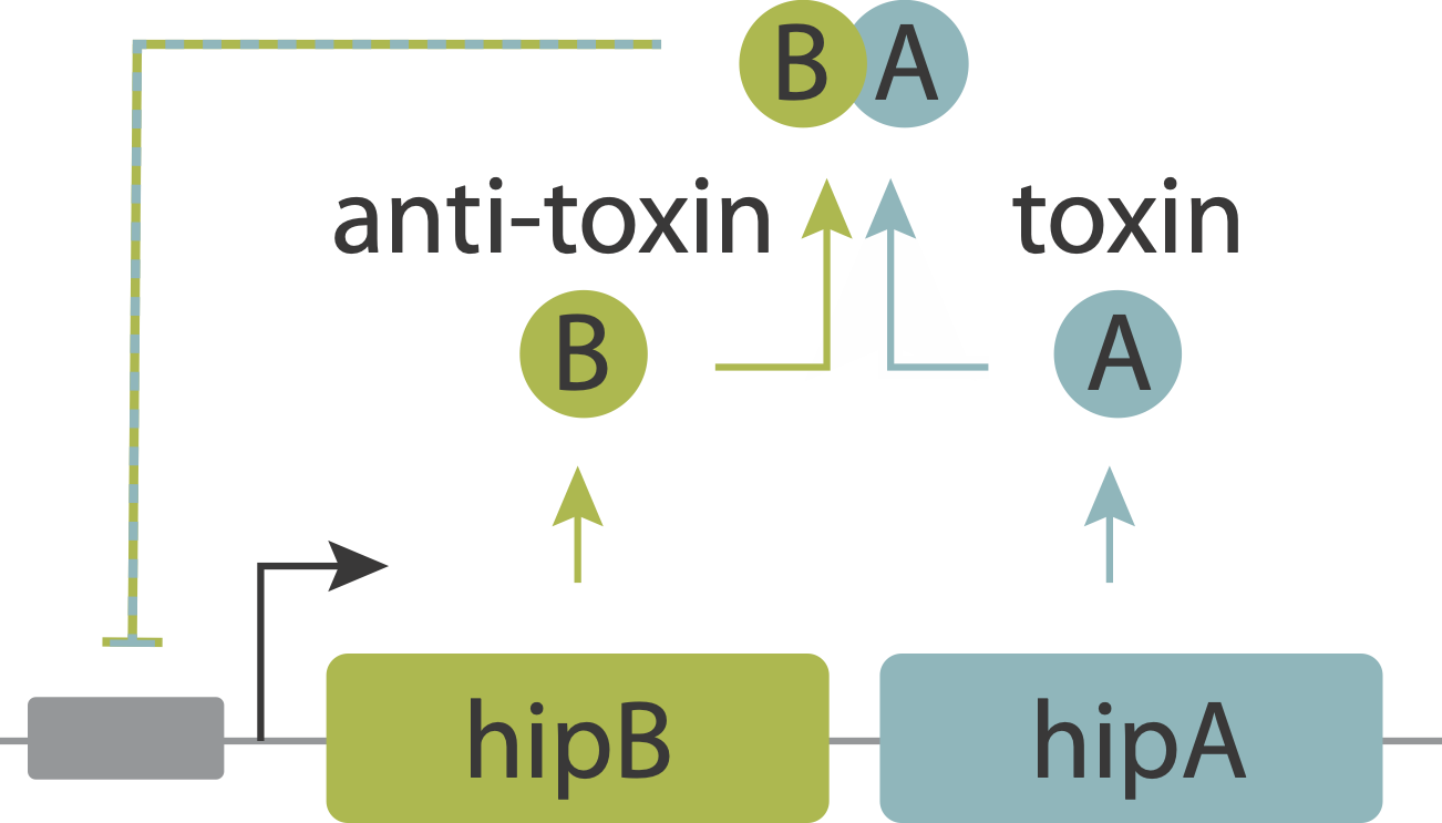 The hipAB toxin-antitoxin circuit
