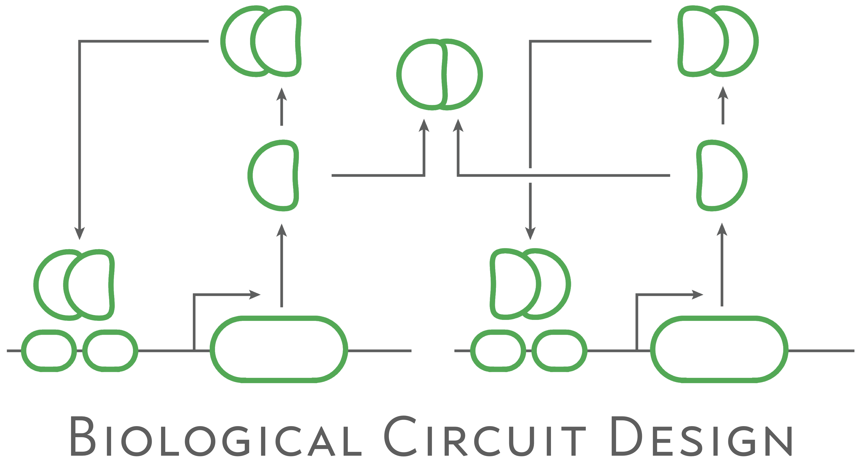biological circuit design